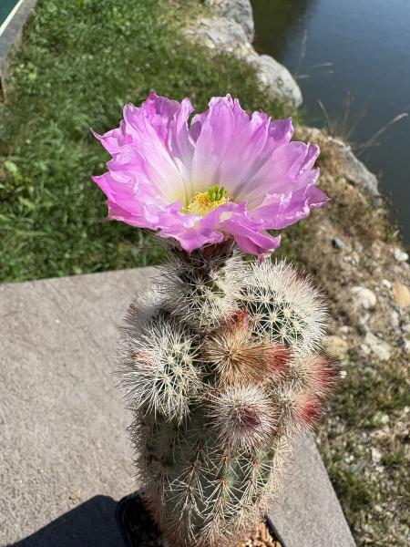 Echinocereus dasyacanthus
